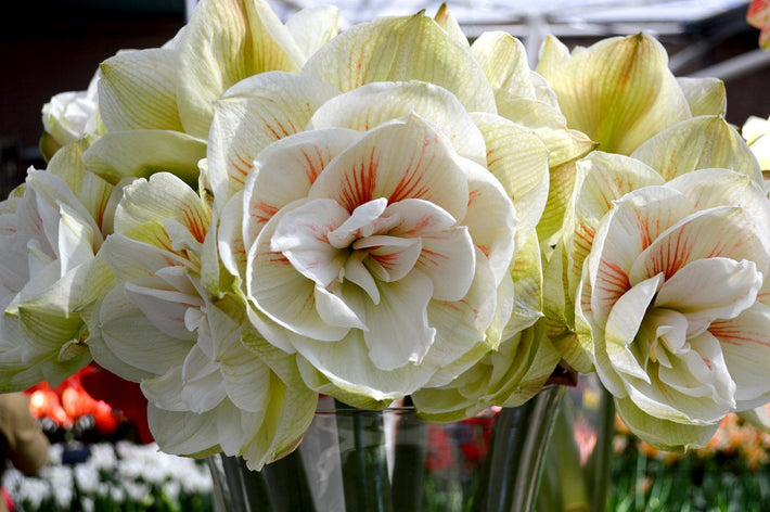 Przewodniki po uprawie: Jak pielęgnować cebulki amarylisa?