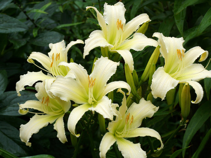 Przewodnik po uprawie: Jak uprawiać liliowce (Hemerocallis)