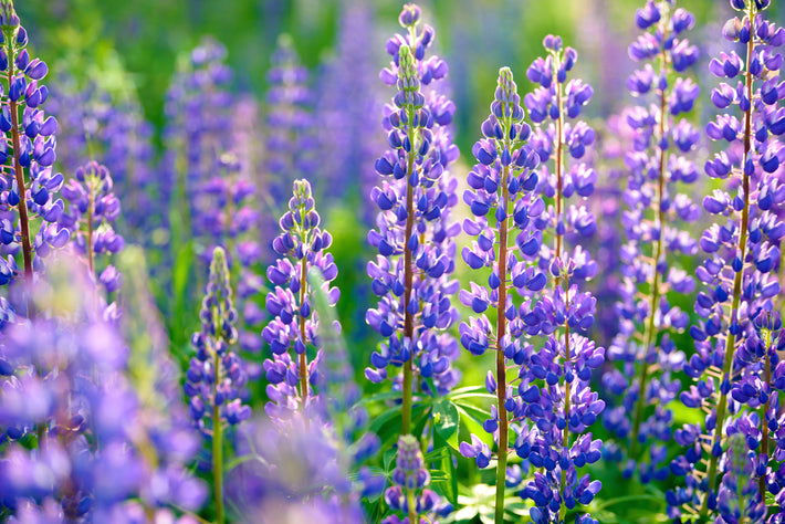 Przewodnik po uprawie: Jak uprawiać łubin (Lupinus)