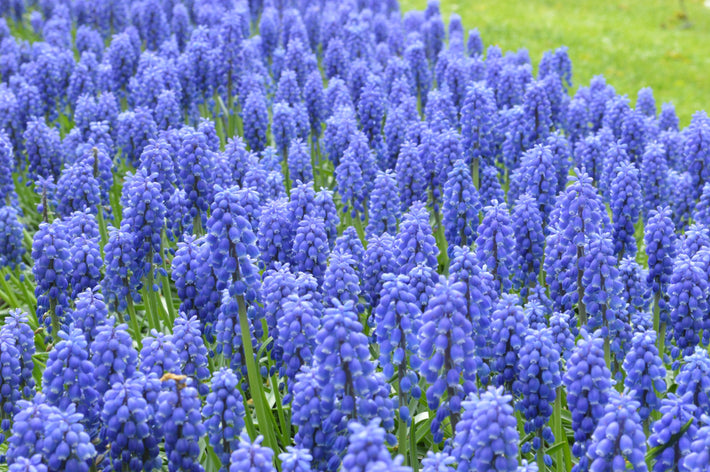 Przewodniki po uprawie: Jak uprawiać Szafirka (Grape Hyacinths)