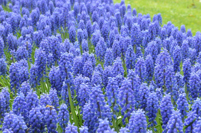 Przewodniki po uprawie: Jak uprawiać Szafirka (Grape Hyacinths)
