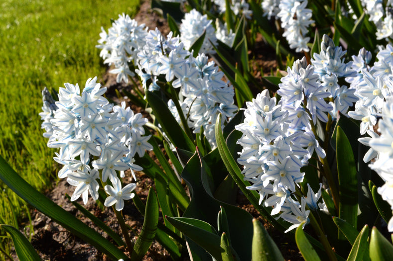 Przewodniki po uprawie: Jak uprawiać Puszkinię cebulicowatą (Striped squill)