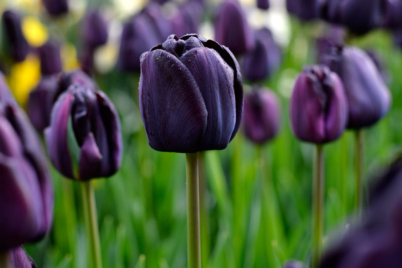 Czarne tulipany