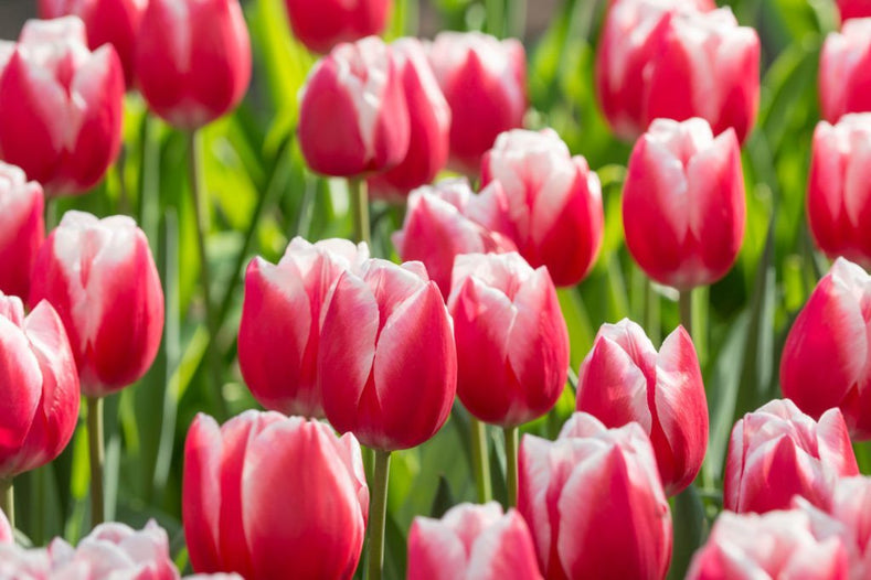 Jak wykorzystuje byliny w moim ogrodzie