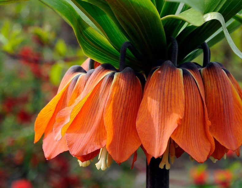 Duże Zuchwałe Cebulki