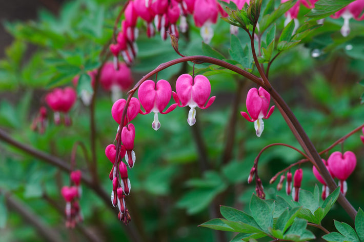 Przewodnik po uprawie: Jak uprawiać Dicentry