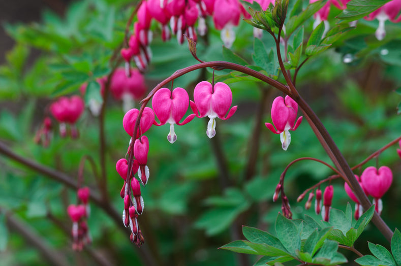 Przewodnik po uprawie: Jak uprawiać Dicentry