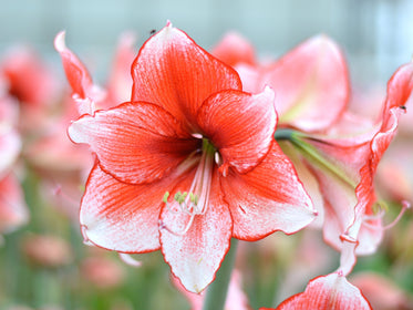 Amaryllis tulipany