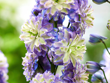 Delphinium Bulwy dalii