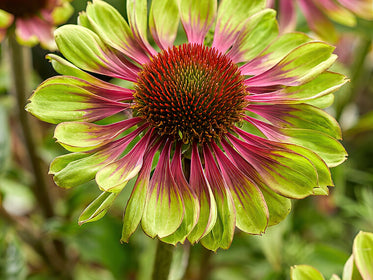 Echinacea (Jeżówką) Bulwy dalii