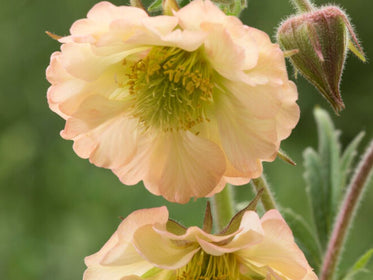 Kuklik (Geum) Bulwy dalii