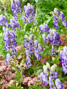 Aconitum Bicolor (Tojad)