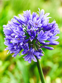Agapanthus (Afrykańska lilia) Niebieski