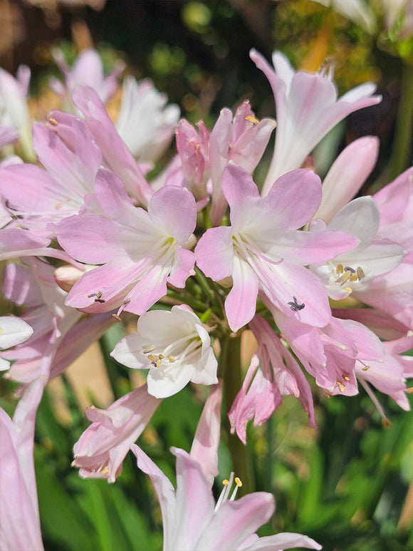 Agapanthus (Afrykańska lilia) Blush Pink