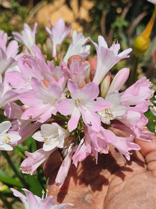 Agapanthus (Afrykańska lilia) Blush Pink