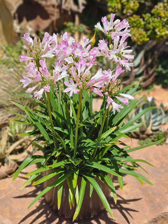 Agapanthus (Afrykańska lilia) Blush Pink