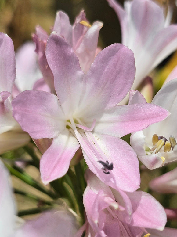 Agapanthus (Afrykańska lilia) Blush Pink