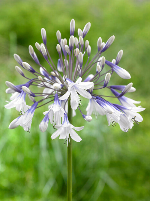 Agapanthus (Afrykańska lilia) Twister