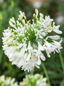 Agapanthus (Afrykańska lilia) Biały