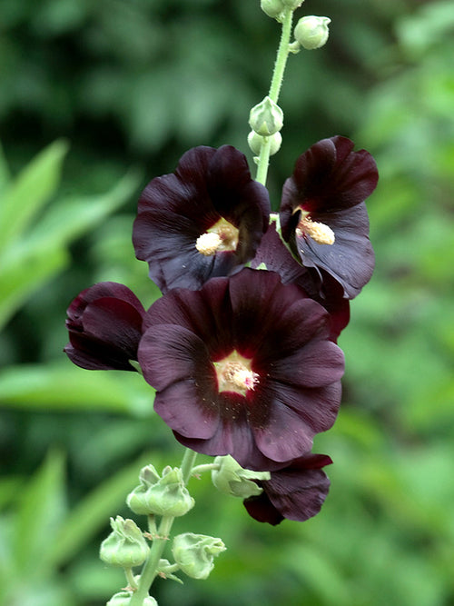 Alcea rosea Nigra