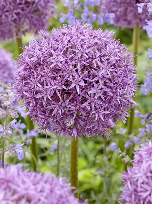 Czosnek ozdobny Pinball Wizard