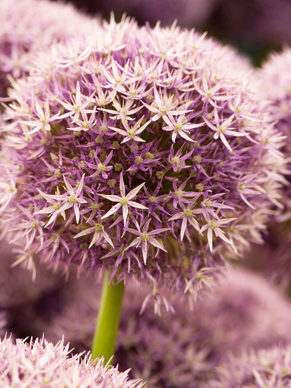 Allium Round and Purple z kulistym, fioletowym kwiatostanem
