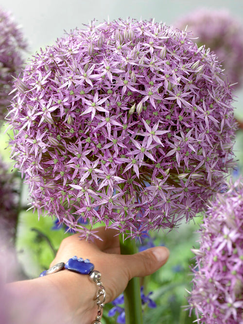 Zbliżenie kwiatostanu Allium Round and Purple