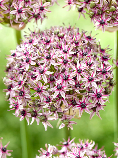 Kup cebulki Allium Starlight