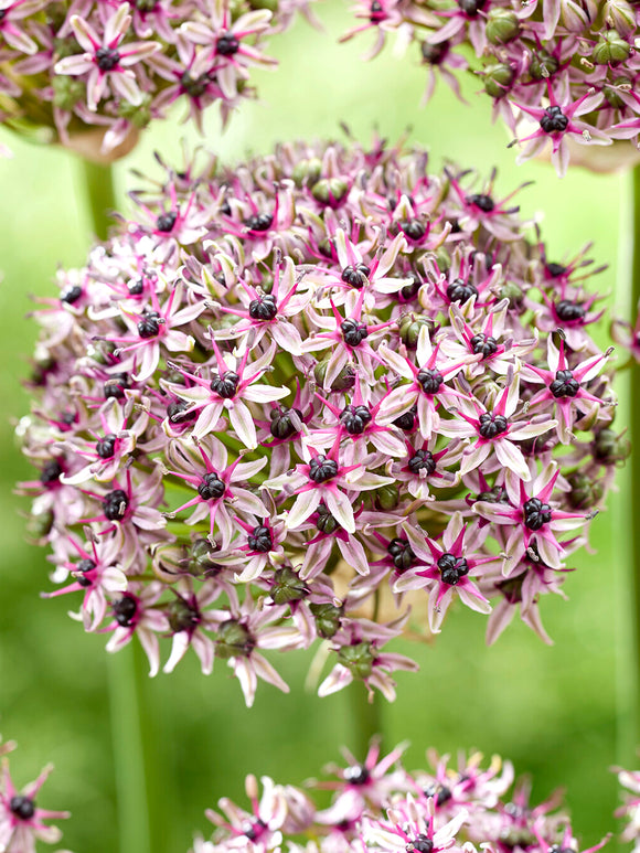 Kup cebulki Allium Starlight