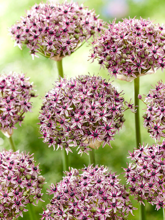 Cebulki kwiatowe Allium Starlight