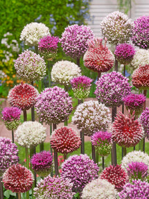 Czosnku Allium Tropical Tides Collection