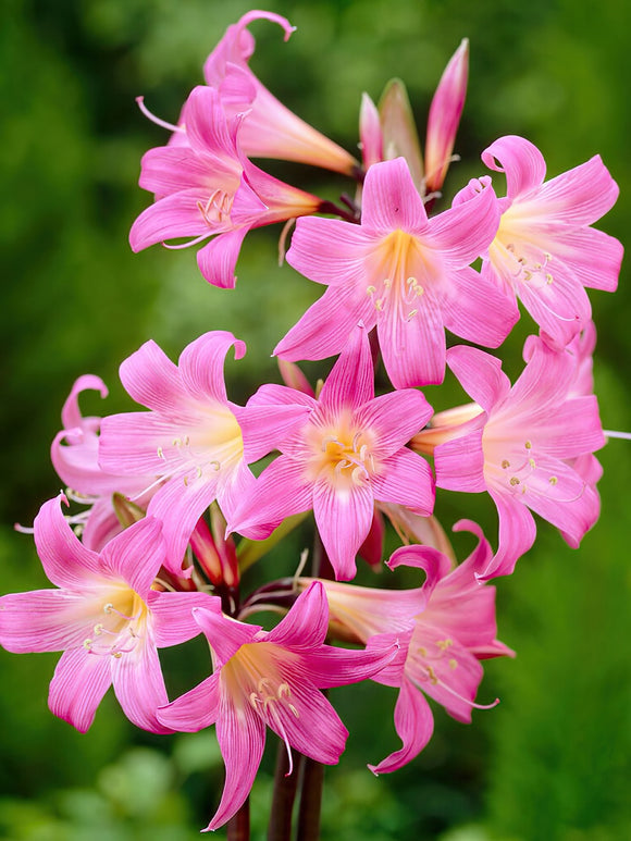 Amaryllis Belladonna (Piękna dama)