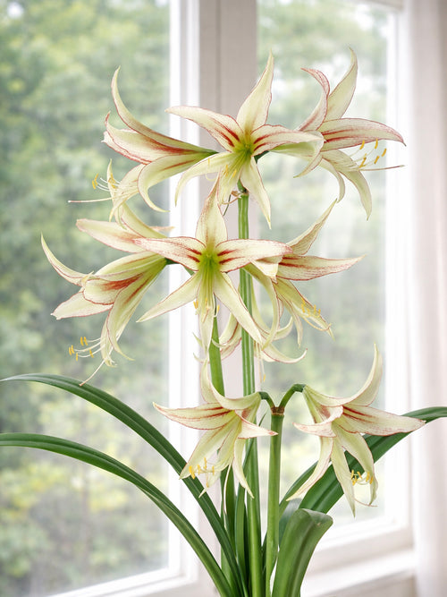 Amaryllis Emerald ze smukłymi czerwonymi liniami