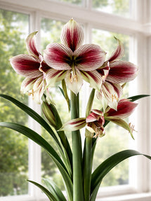 Amaryllis Papilio