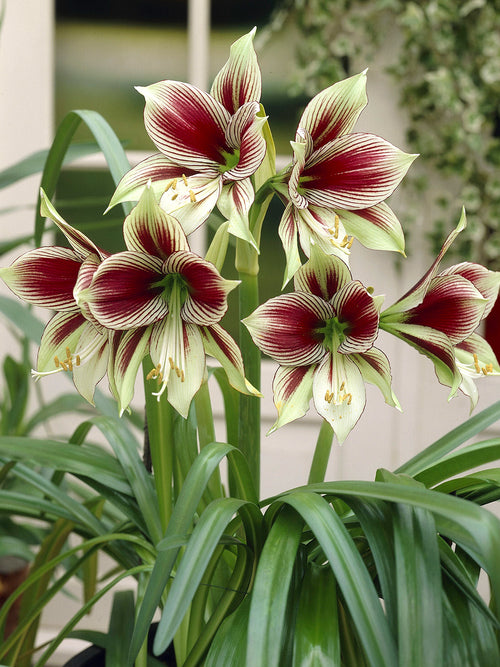 Amaryllis Papilio kwitnący w donicy