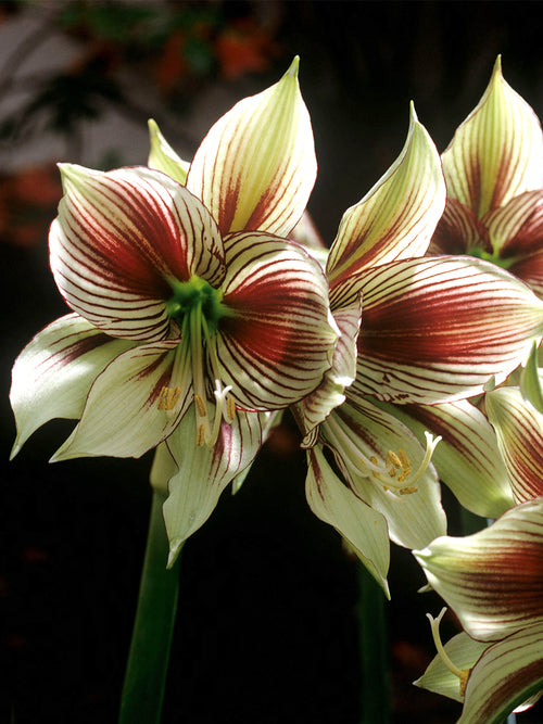 Amaryllis Papilio o dekoracyjnym wzorze płatków