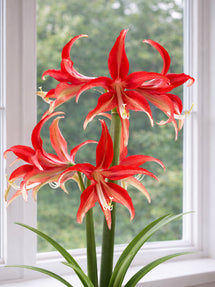 Amaryllis Quito
