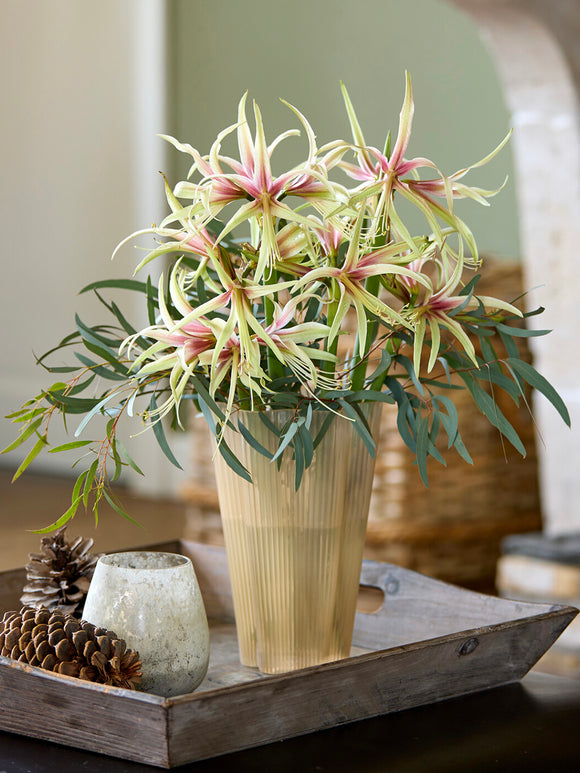 Amaryllis Tarantula kwitnący w domu