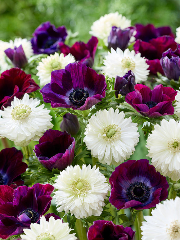 Kup Zawilec Kolekcja Bordeaux At a Glance