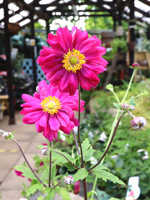 Zawilec japoński Bressingham Glow