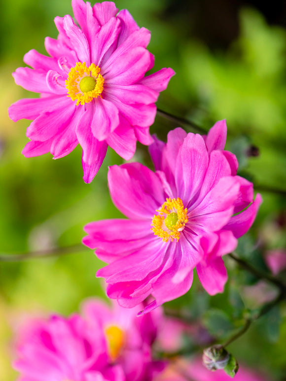 Zawilec japoński Bressingham Glow