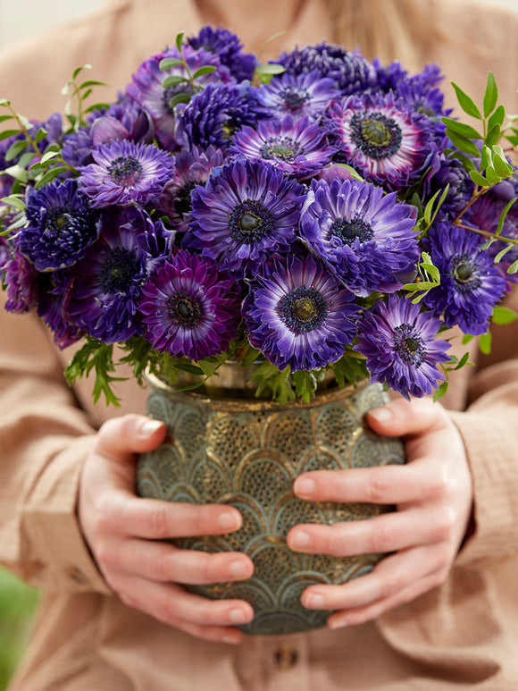 Zawilec Fullstar Niebieski