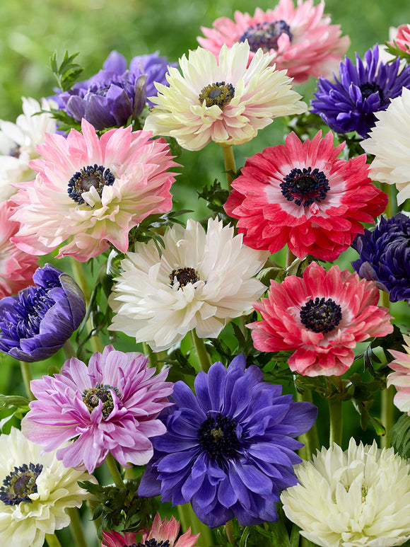 Zawilec Fullstar Mix