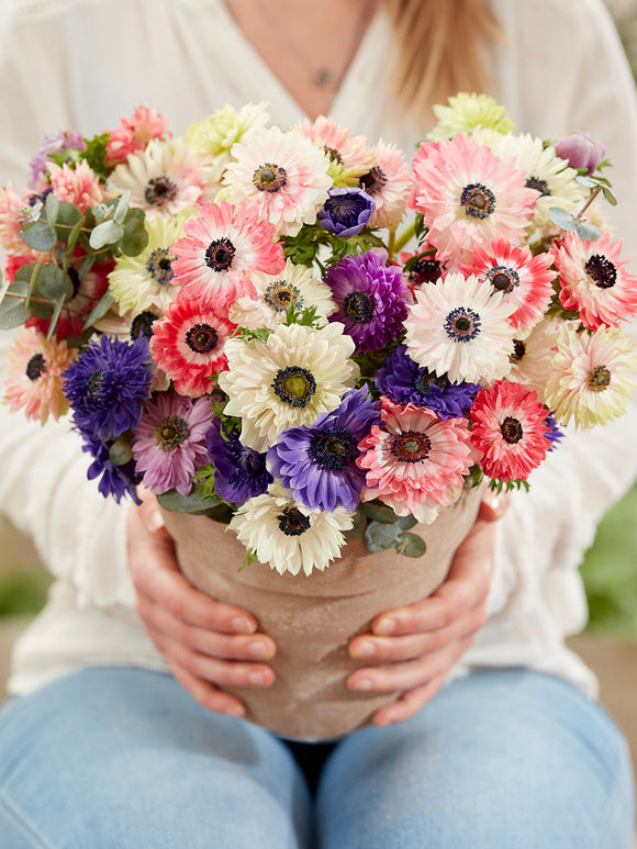 Zawilec Fullstar Mieszać