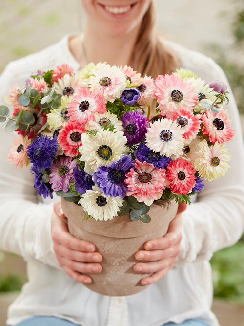 Zawilec Fullstar Mieszać