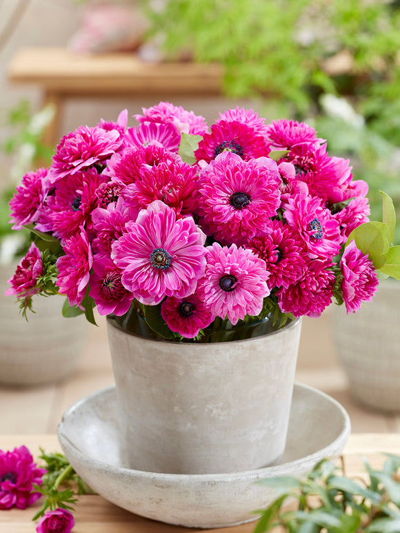 Dostawa do Polski, Anemonę Fullstar Pink