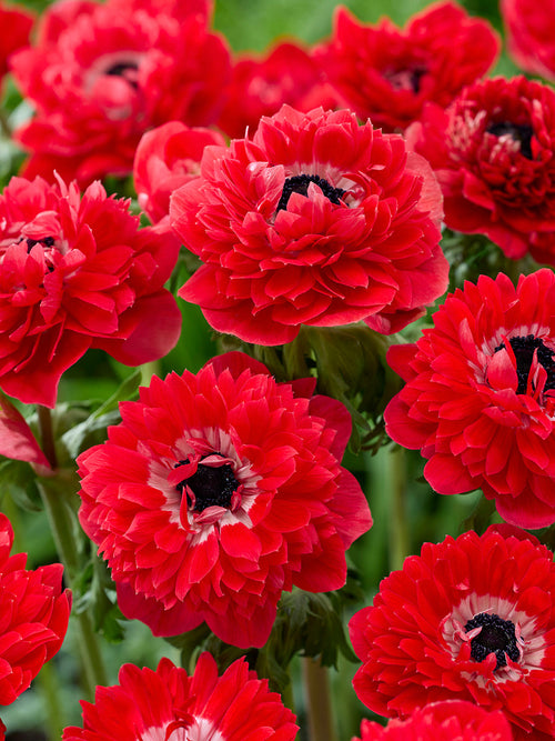 Zawilec Fullstar Czerwony