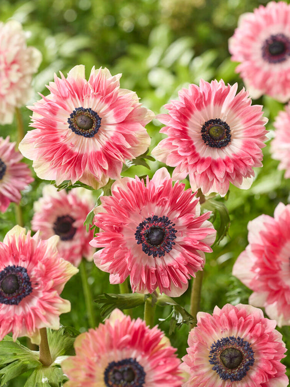 Zawilec Fullstar Czerwony/Biały