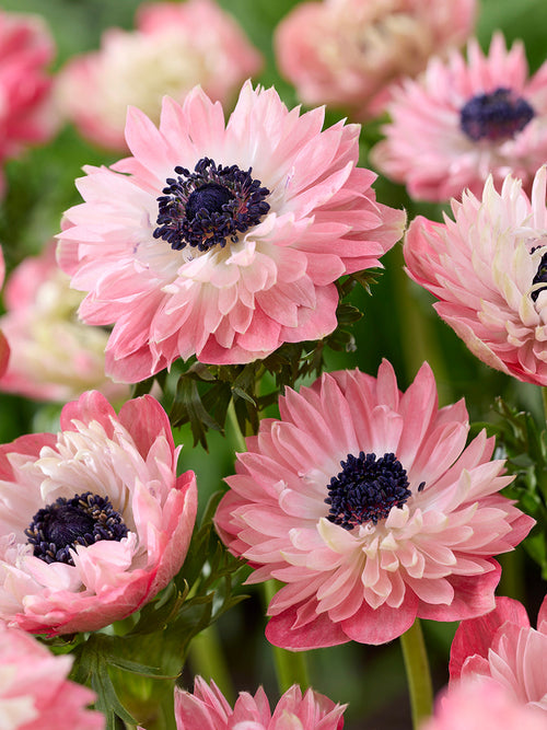 Zawilec Fullstar Strawberry