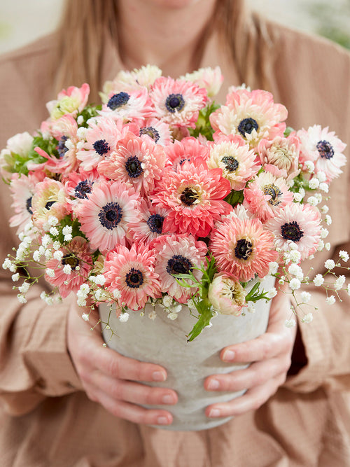 Kup Zawilec Fullstar Strawberry